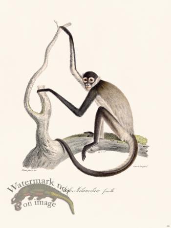 Cuvier 390 Melanocheir Atele